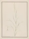 Тефф (Eragrostis tef, Eragrostis abyssinica). Ботаническая иллюстрация 