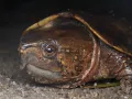 Большеголовая черепаха (Platysternon megacephalum)