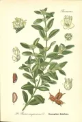Самшит вечнозелёный (Buxus sempervirens). Ботаническая иллюстрация