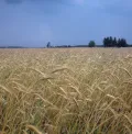 Белгородская область. Пшеничные поля
