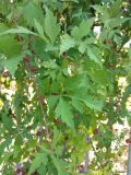 Виноградовник аконитолистный (Ampelopsis aconitifolia). Плодоношение