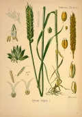 Пшеница мягкая (Triticum aestivum). Ботаническая иллюстрация
