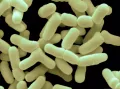 Электронная микрофотография бактерий вида Bifidobacterium bifidum