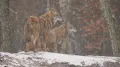 Волки (Canis lupus) в дикой природе