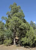 Можжевельник полушаровидный (Juniperus semiglobosa)