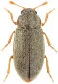 Малинный жук (By­tu­rus tomentosus)