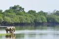 Саванные слоны (Loxodonta africana) в национальном парке Кафуэ (Замбия)