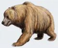 Пещерный медведь (Ursus spelaeus). Реконструкция