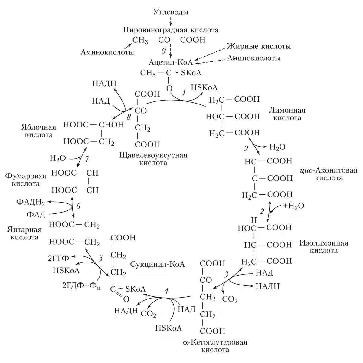 2 реакция цикла кребса. Цикл трикарбоновых кислот (ЦТК). Цикл трикарбоновых кислот цикл Кребса. Цикл трикарбоновых кислот биохимия. Реакции цикла трикарбоновых кислот (цикл Кребса).