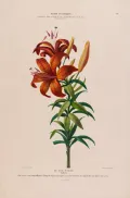 Лилия тигровая (Lilium tigrinum). Ботаническая иллюстрация