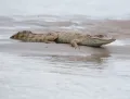 Крокодиловый кайман (Caiman crocodilus). Перу