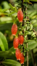 Агапетес змеевидный (Agapetes serpens)
