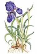 Касатик Тимофеева (Iris timofejewii) 