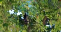 Летучая лисица Лиля (Pteropus lylei) питается плодами баньяна