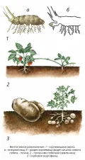 Схематическое изображение вегетативного размножения