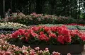 Фестиваль цветов «Императорский букет» в Павловском парке. Санкт-Петербург
