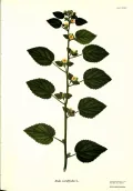 Сида сердцевиднолистная (Sida cordifolia). Ботаническая иллюстрация