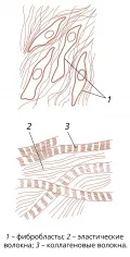 Строение рыхлой соединительной ткани