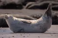 Длинномордый тюлень (Halichoerus grypus) 