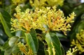Авокадо (Persea americana). Цветки