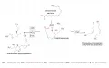 Упрощённая схема биосинтеза оксилипинов у растений