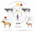 Жизненный цикл возбудителя бруцеллёза крупного рогатого скота