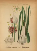 Чеснок (Allium sativum). Ботаническая иллюстрация