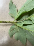 Листовая нематода (Aphelenchoides fragariae) на пионе древовидном (Paeonia suffruticosa)
