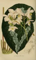 Бегония королевская (Begonia rex). Ботаническая иллюстрация