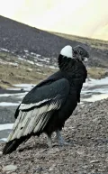Андский кондор (Vultur gryphus). Общий вид