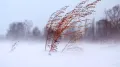 Полынь зимой в метель (Россия)