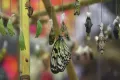 Инкубатор для бабочек в инсектарии Московского зоопарка