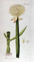Лук-батун (Allium fistulosum). Ботаническая иллюстрация