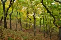 Лес из дуба скального без подлеска. Заповедник Утриш (Краснодарский край, Россия)