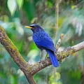 Синяя птица (Myophonus caeruleus)