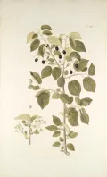 Черёмуха махалеб (Prunus mahaleb). Ботаническая иллюстрация