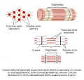 Белки актин и миозин в мышечной ткани