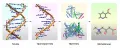 Метаболом – завершающая фаза в цепочке «геном – транскриптом – протеом – метаболом»
