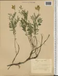 Астрагал Цингера (Astragalus zingeri)