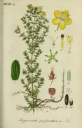 Зверобой продырявленный (Hypéricum perforátum). Ботаническая иллюстрация
