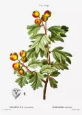 Боярышник азароль (Crataegus azarolus). Ботаническая иллюстрация