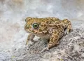 Камышовая жаба (Epidalea calamita)