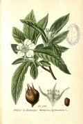 Мушмула германская (Mespilus germanica). Ботаническая иллюстрация 