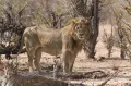 Капский лев (Panthera leo subsp. melanochaita). Зимбабве