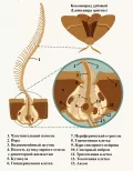 Строение сенсиллы коконопряда дубового (Lasiocampa quercus)