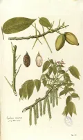 Орех серый (Juglans cinerea). Ботаническая иллюстрация