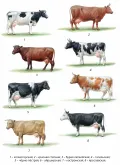 Породы крупного рогатого скота. Часть 1