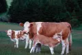 Симментальская порода крупного рогатого скота. Корова с телятами