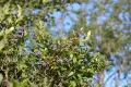 Голубика северная высокорослая (northern highbush blueberry)