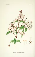 Дейция шершавая (Deutzia scabra). Ботаническая иллюстрация